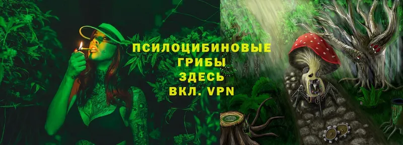 Псилоцибиновые грибы Cubensis  Кизляр 