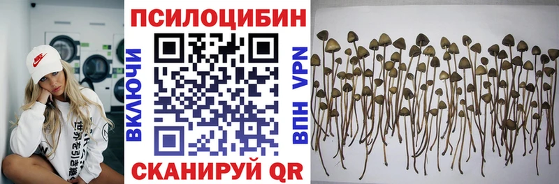 Псилоцибиновые грибы Psilocybine cubensis  Кизляр 