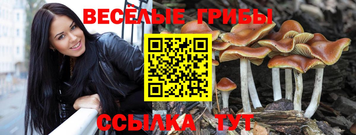 Псилоцибиновые грибы Psilocybine cubensis  Псилоцибиновые грибы MAGIC MUSHROOMS  Кизляр 